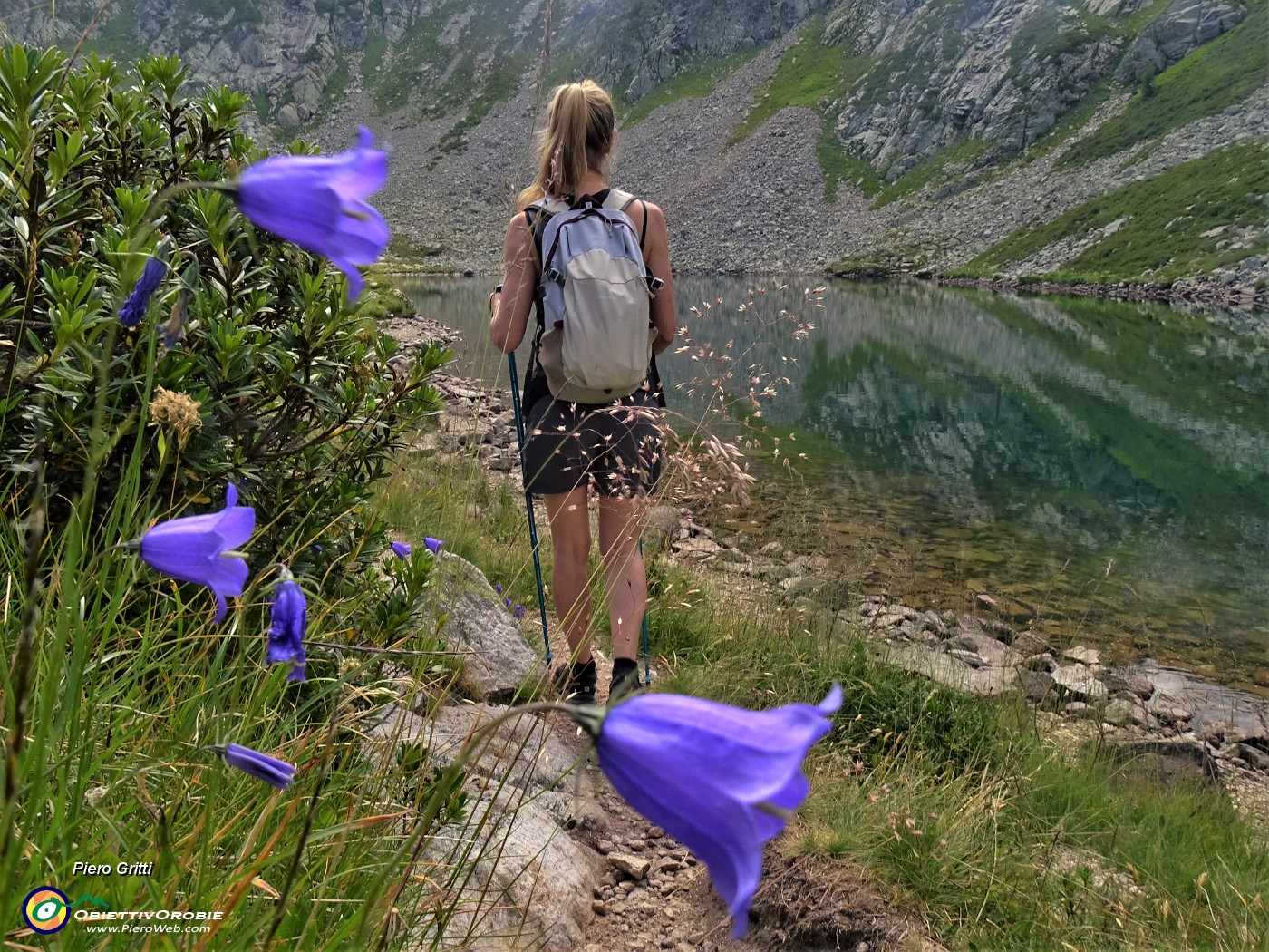 27 Campanula rotundifolia (Campanula soldanella) al Lago di porcile di Sopra (2095 m).JPG